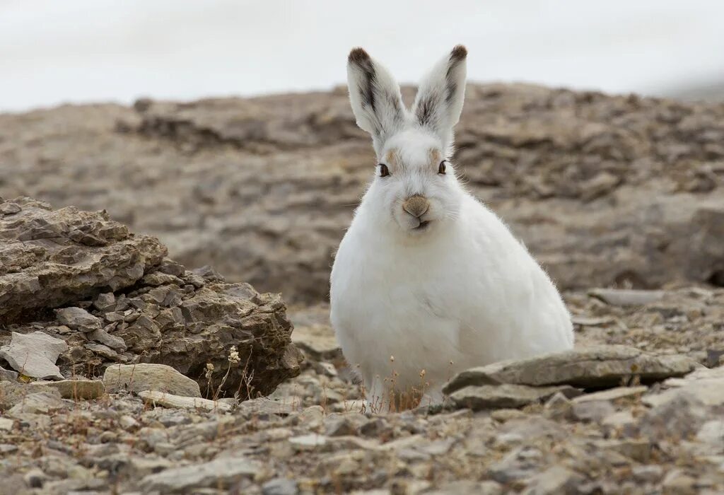 Горбатый заяц сканворд. Арктический Беляк. Арктический заяц. Полярный заяц. Полярный заяц фото.