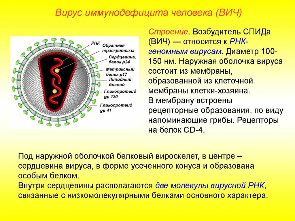 Строение вириона ВИЧ инфекции. ВИЧ возбудитель РНК содержащий вирус. Строение вируса иммунодефицита ВИЧ. Строение ВИЧ оболочка вируса. Поражаемые структуры спида