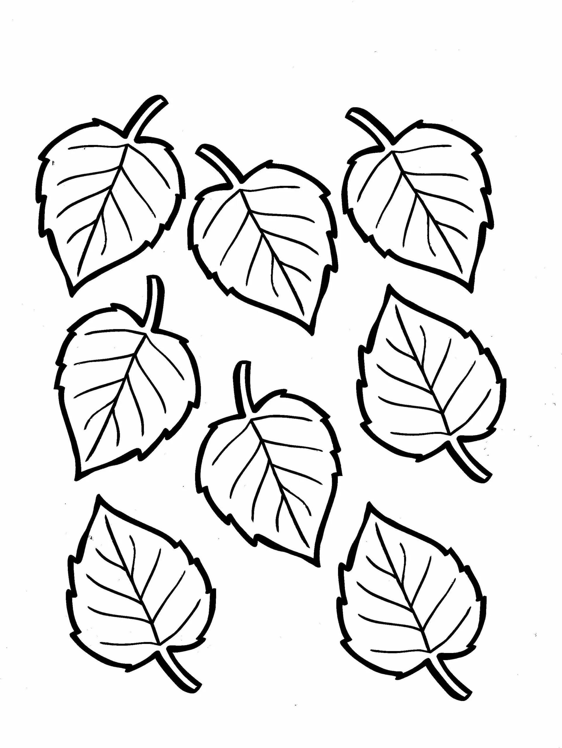 Лист березы раскраска. Листья раскраска. Листья раскраска для детей. Листья деревьев раскраска. Раскраски листьев деревьев для детей.