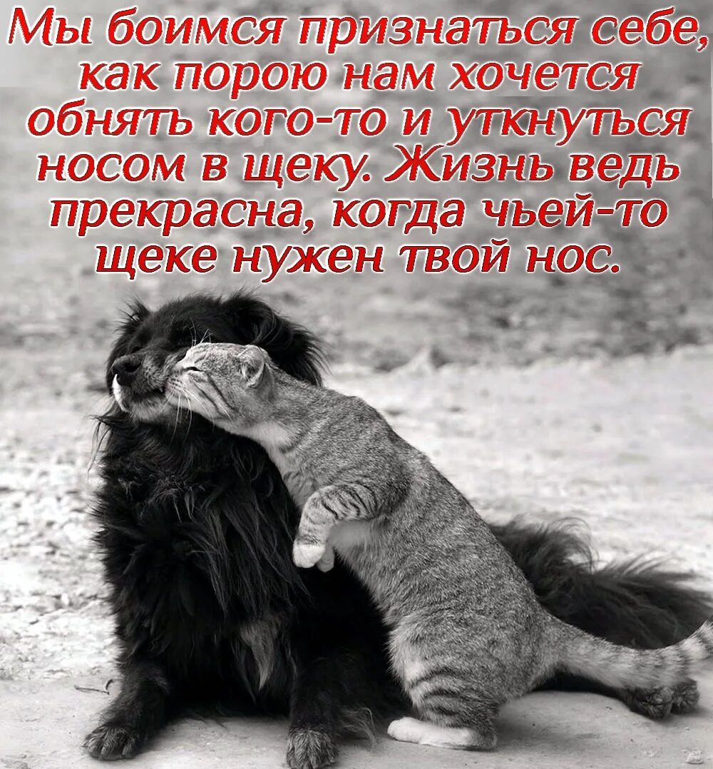 С чьей то легкой руки. Чьей то щеке нужен твой нос. Жизнь прекрасна когда чьей-то щеке нужен твой нос. Цитаты. Животные лучше людей цитаты.