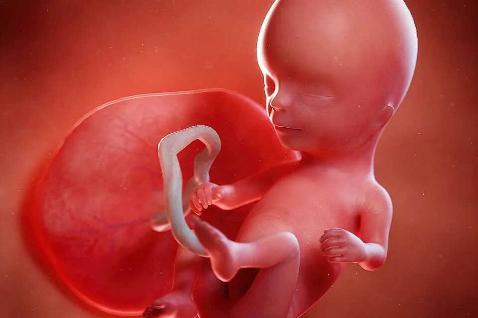 14 недель триместр. Восьминедельный эмбрион. Как выглядит восьминедельный ребенок в животе.