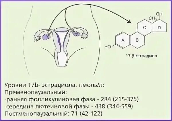 Эстрадиол при менопаузе