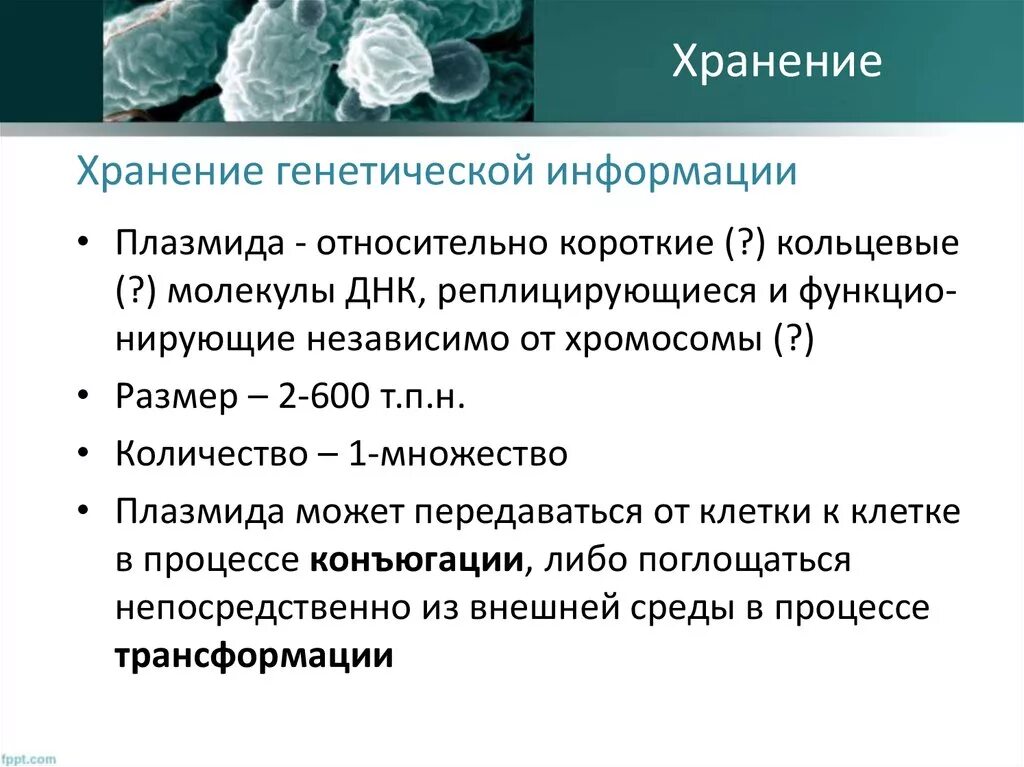 Хранение кинетической информации. Наследственная информация хранится в. Наследственная информация у бактерий