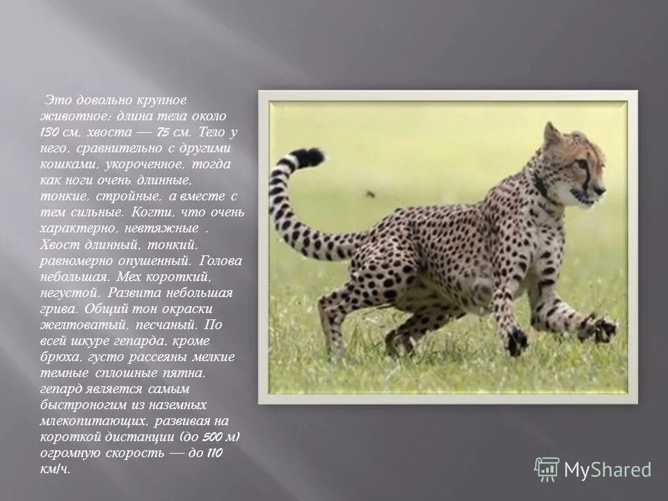 Рост животных. Индрикотерий размер и вес по сравнению с человеком. Длина животных. Сравнение размеров животных. Длина животных.