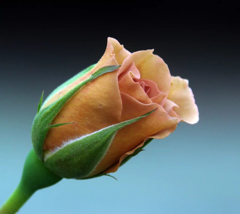 vedrana rog adlı kullanıcının The queen of flowers panosundaki Pin Güller