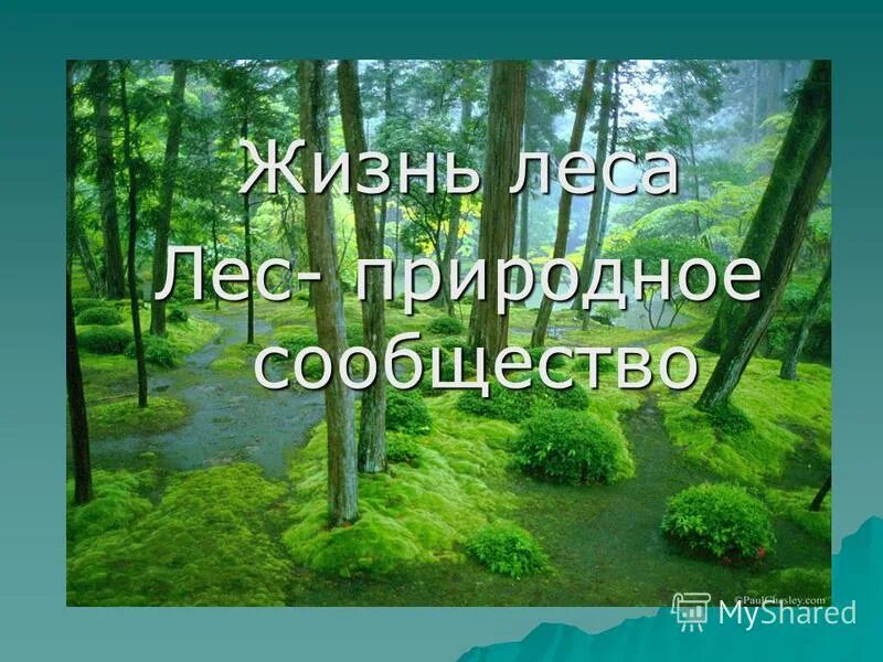 Окружающий мир ясень. Доклад жизнь леса. Презентация на тему сосновый лес. Презентация еловый лес. Проект жизнь леса.