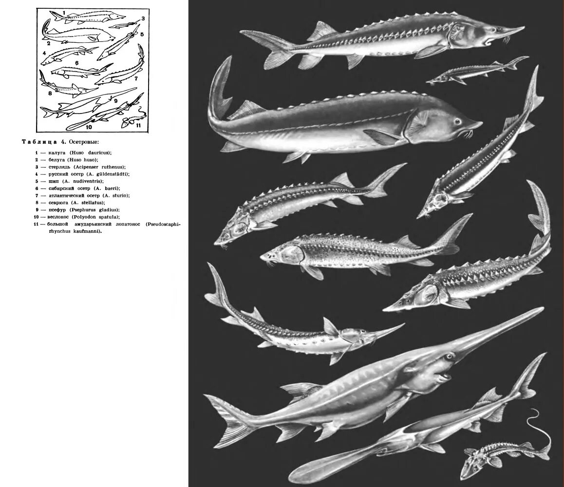 Осетровые и лососевые рыбы. Осетровые Осетрообразные. Осетровые рыбы скелет. Семейство стерляди. Семейство осетровые представители.