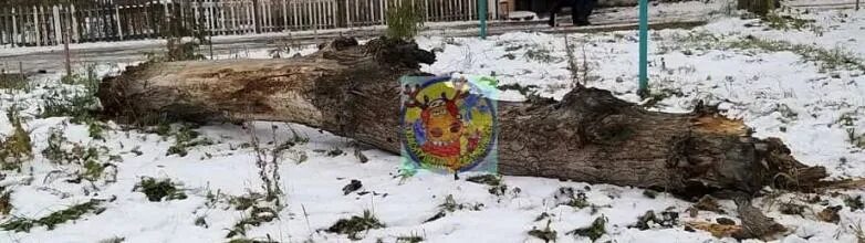 Дерево упало на девушку. Упавшее дерево в москве. Дерево упало на девушку. Дерево упало на девушку. На девочку упало дерево казань.