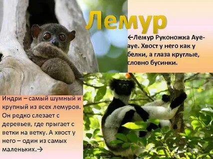 Лемур перевод с латинского