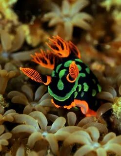 Самые красивые морские обитатели