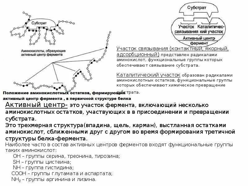 Аминокислоты входящие в активный центр фермента располагаются. Функциональные группы активного центра ферментов. Активный центр фермента структура и функциональные группы. Функциональные группы аминокислот входящих в состав ферментов. В составе 3 активных