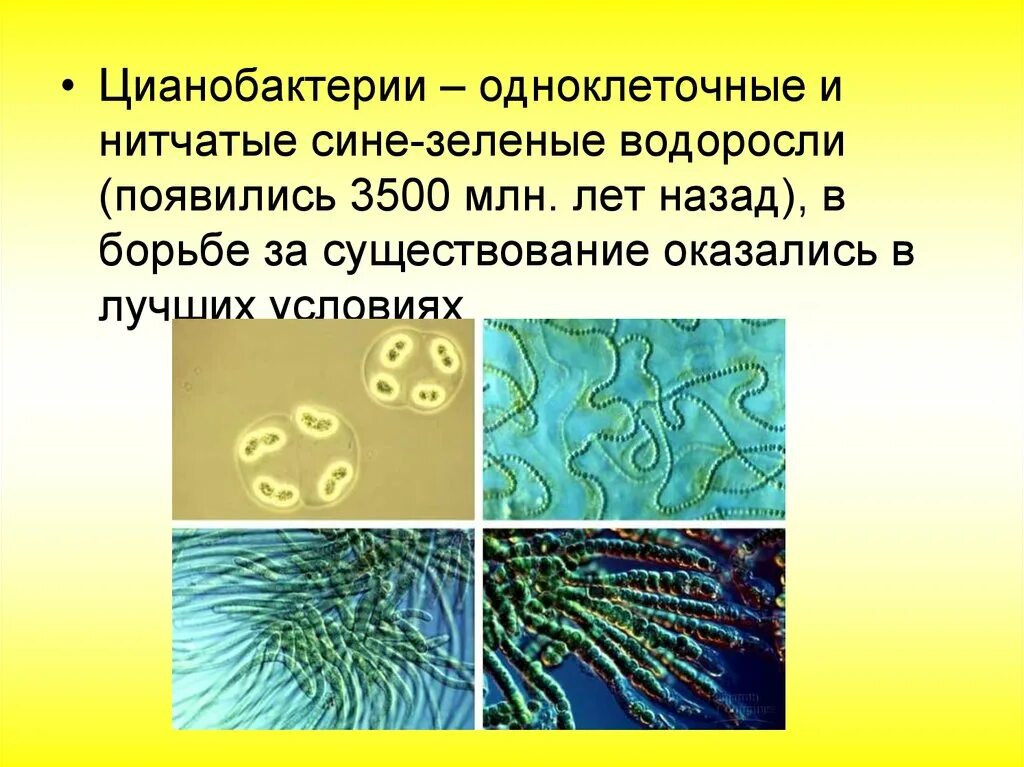 Синезелёные водоросли цианобактерии. Цианобактерии сине-зеленые водоросли. Цианобактерии бактерии 5 класс биология. Цианобактерии и протисты.