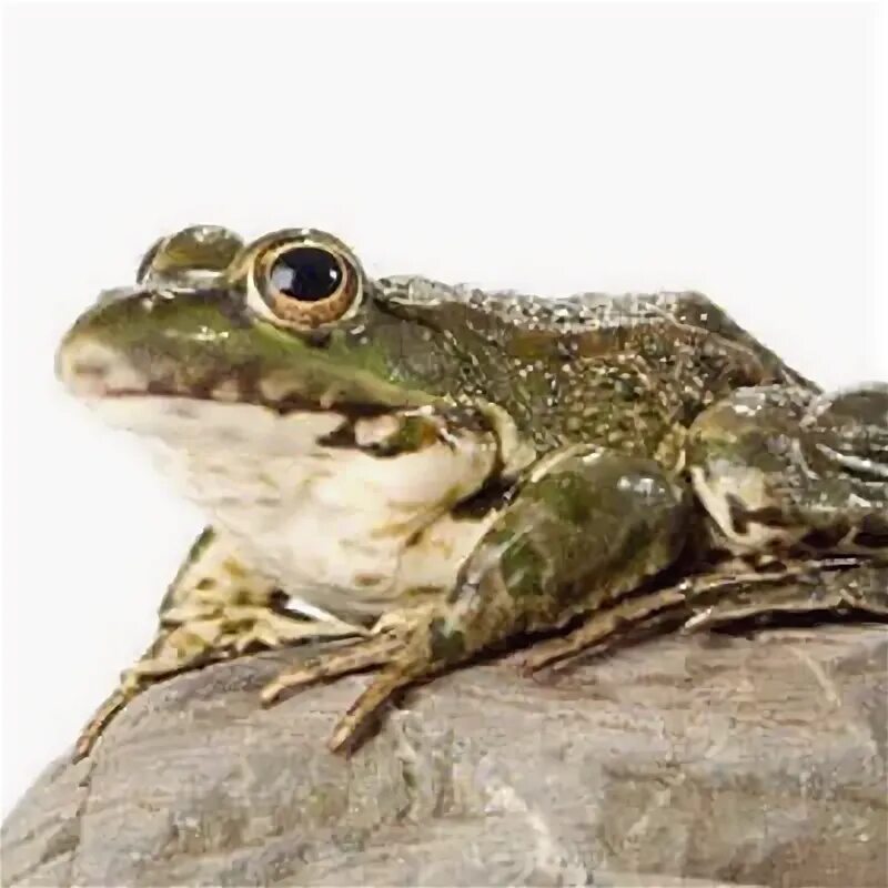 Сонник снятся жабы