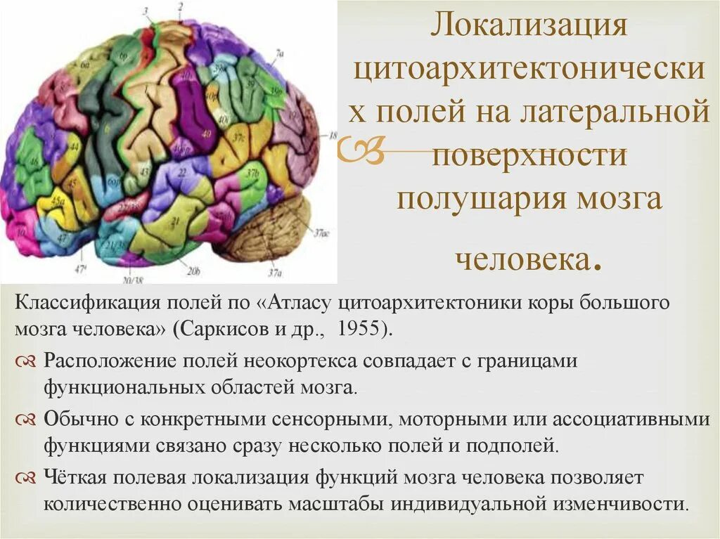 Цитоархитектоника коры головного мозга. Цитоархитектоника поля мозга Савельев. Карта цитоархитектонических полей мозга человека. Цитоархитектоника коры полушарий большого мозга.