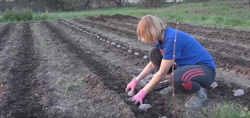 Посадка картошки. Посадка картофеля без окучивания. сажать урожай. посадка картофеля по методу. способы посадки картофеля.