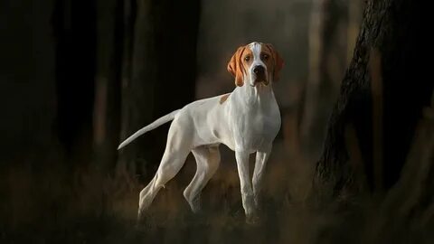 Английский пойнтер
