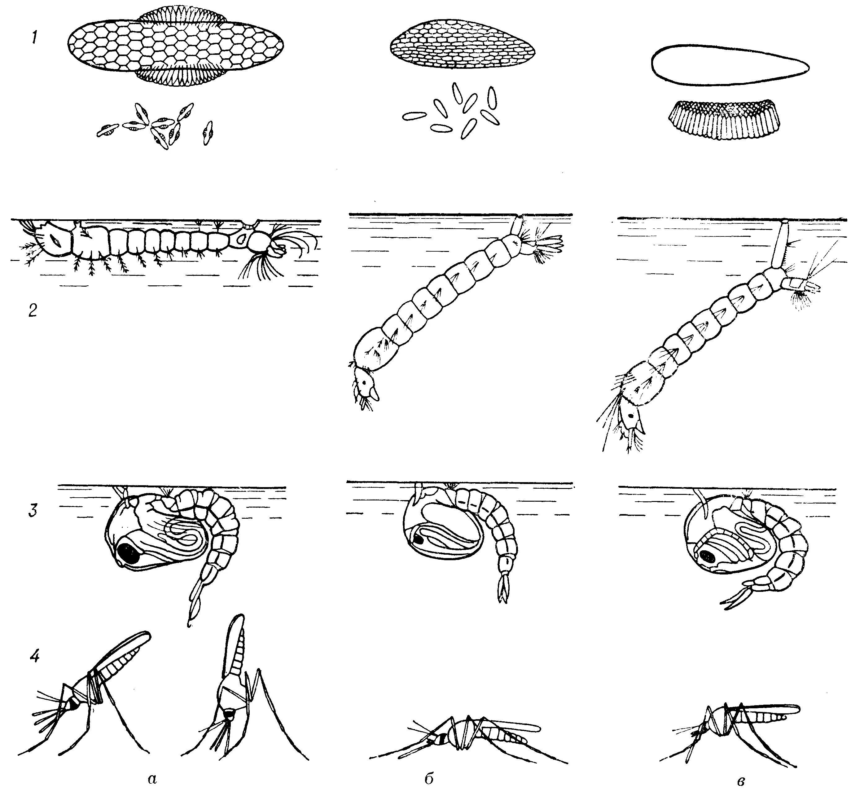 Какое развитие у малярийного комара. Жизненный цикл комаров рода Anopheles. Яйца комаров рода анофелес. Жизненный цикл комара Culex. Яйца комаров анофелес и кулекс.