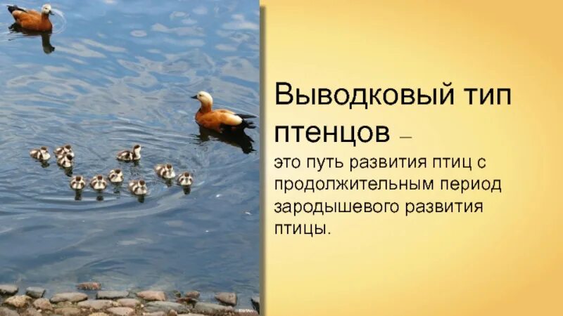 Тип развития у птиц. Птицы с выводковым типом развития. выводковый тип развития птенцов. птенцы выводковые и гнездовые. выводковые и гнездовые птицы.