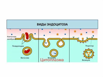Эндоцитоз