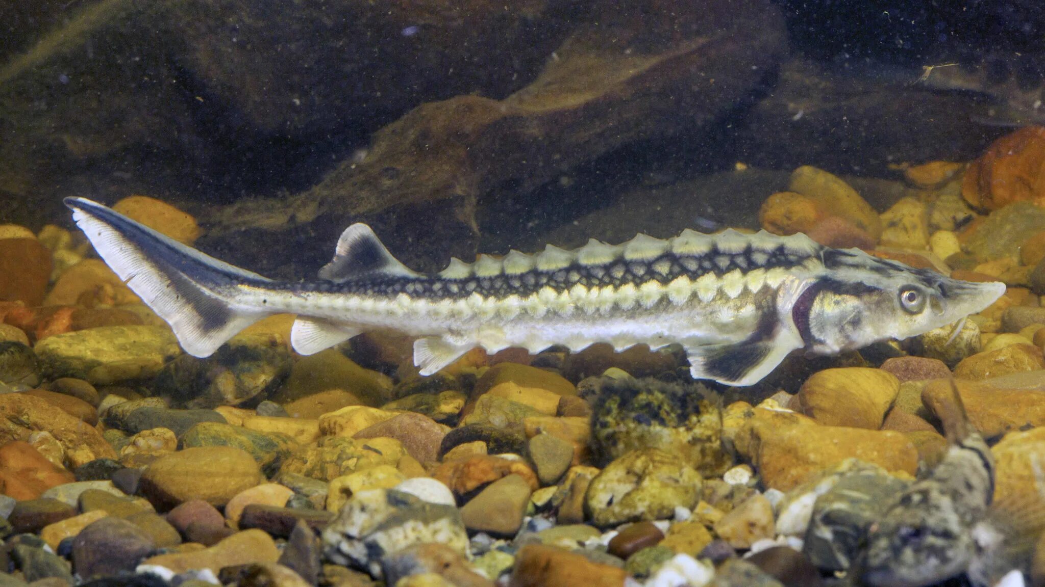 стерлядь и бестер. севрюга азовская. амурский осетр. аквариумная рыбка севрюга. стерлядь (acipenser  ruthenus linnaeus, 1758.