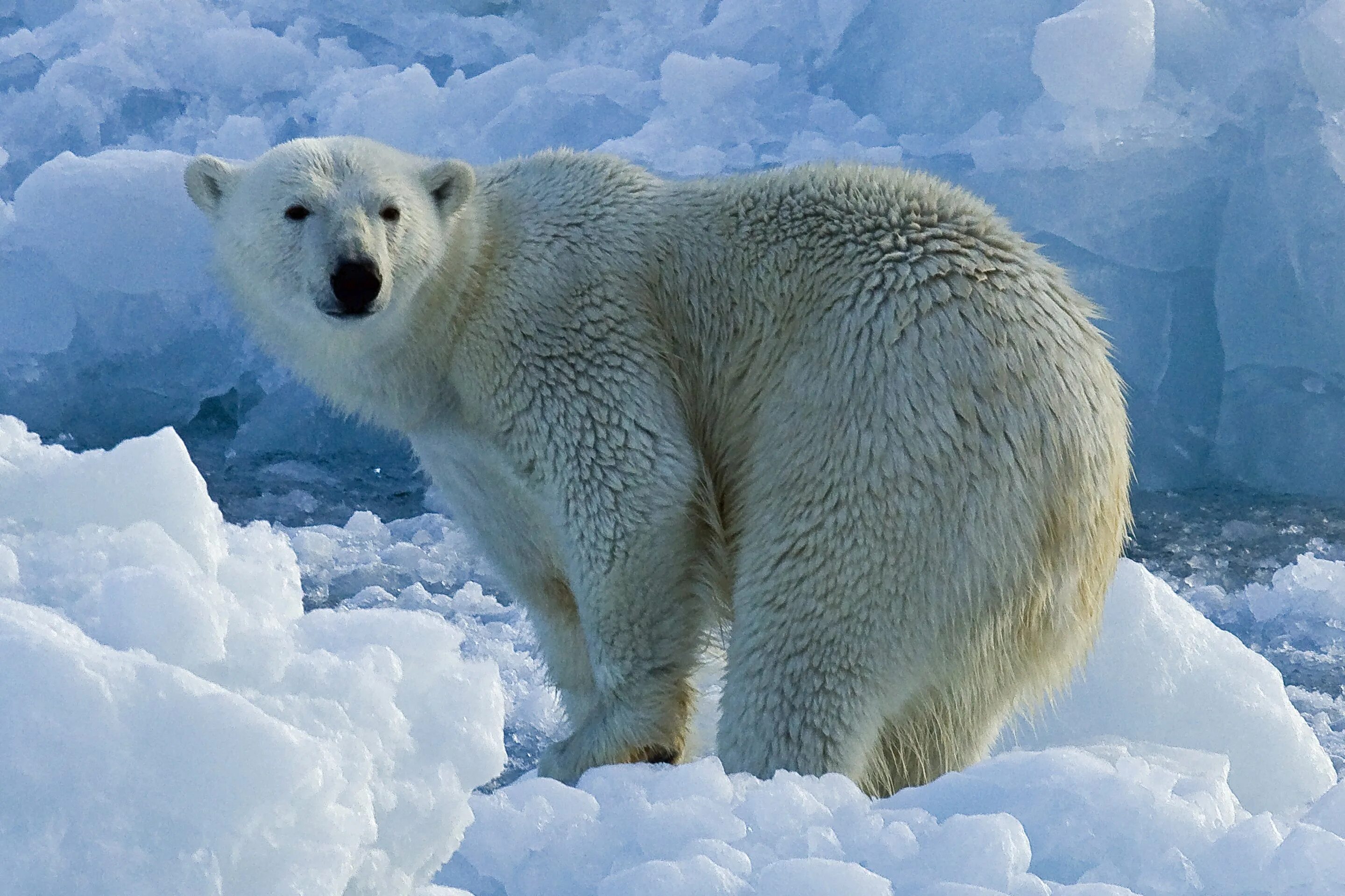 Поставь северный. Полар Беар. Белый медведь и Полярный медведь. Белый Полярный мишка. Арктический Полярный медведь.