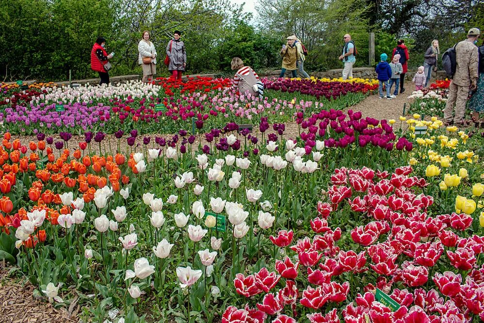 Никитский Ботанический сад парад тюльпанов. Ялта парад тюльпанов 2021. Никитский Ботанический сад бал тюльпанов. Никитский сад фестиваль тюльпанов.