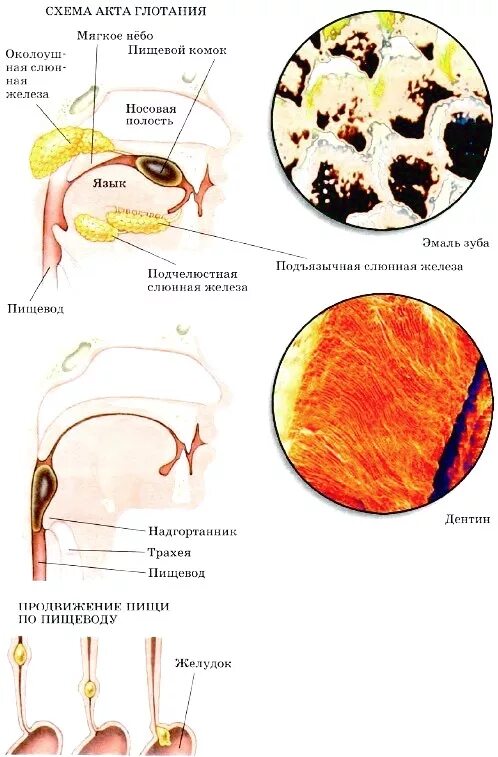 Рефлекс глотания схема. Рефлексы ротовой полости. Продвижение пищевого комка из ротовой полости в желудок.