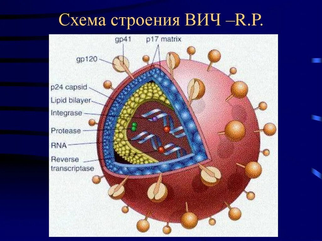 Строение вич. Схема строения вириона ВИЧ. Вирус иммунодефицита человека строение. Структура вируса иммунодефицита человека. Строение вириона ВИЧ инфекции.