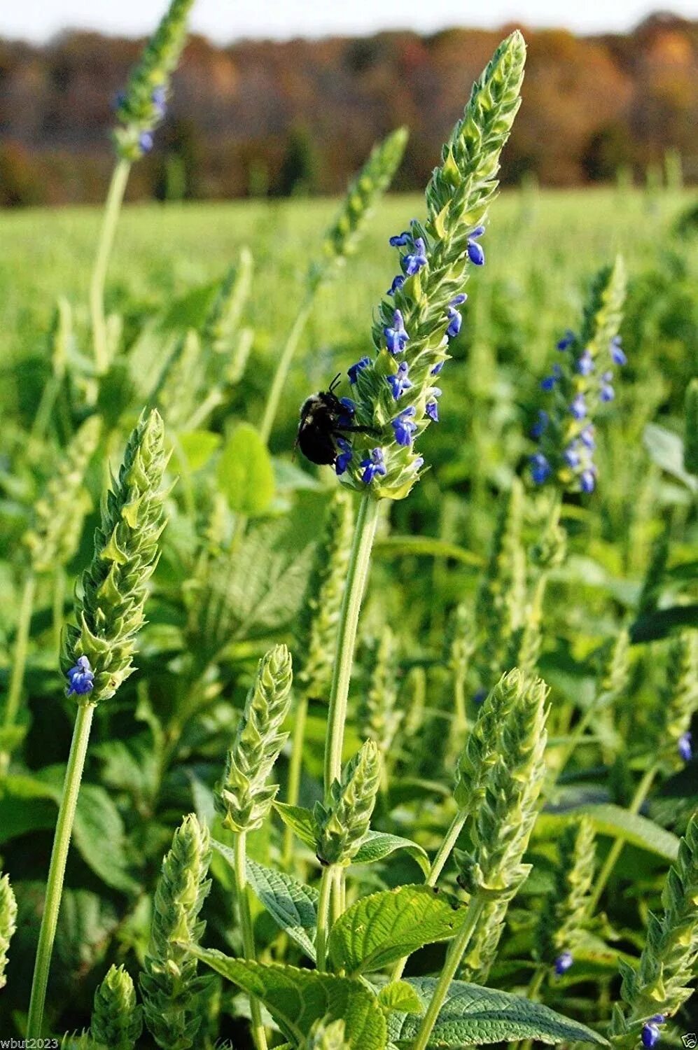 Чиа что за растение. Salvia hispanica чиа. Шалфей узколистный чиа. Шалфей испанский чиа. Семена чиа шалфей.