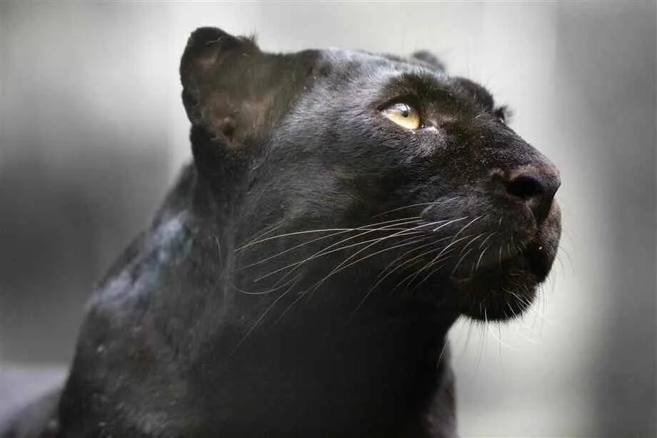 Любимец черной пантеры. Черная пантера кошка. Gazan пантера. Пантера морда. Пантера в профиль.