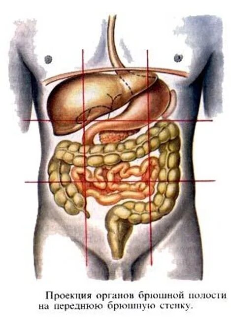 Брюшная область живота. Топография брюшных органов. Расположение в брюшной полости органов пищеварительной системы. Проекция органов брюшной полости. Проекция органов брюшной полости на переднюю брюшную стенку.