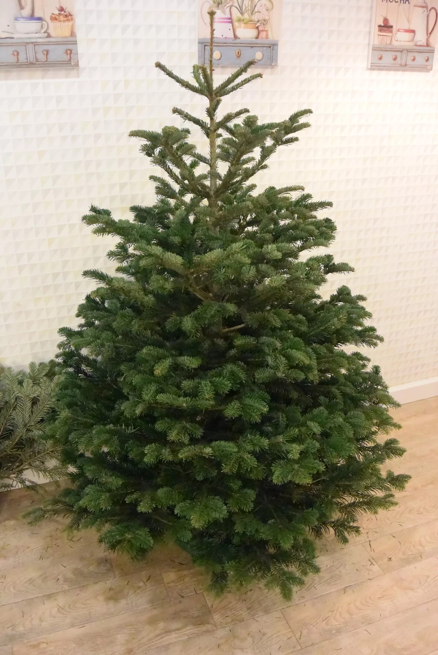 пихта нордмана. пихты спб. пихта бальзамическая дерево. сеянцы пихта нордмана. пихты спб.