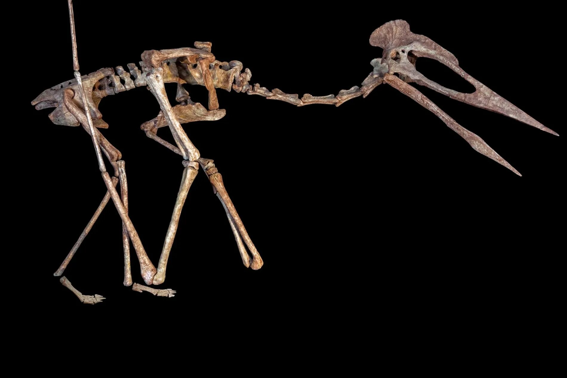 Кетцалькоатль Птерозавр скелет. Кетцалькоатль Птерозавр череп. Кетцалькоатль динозавр кости. Птерозавр Кетцалькоатля окаменелости. Летающий скелет
