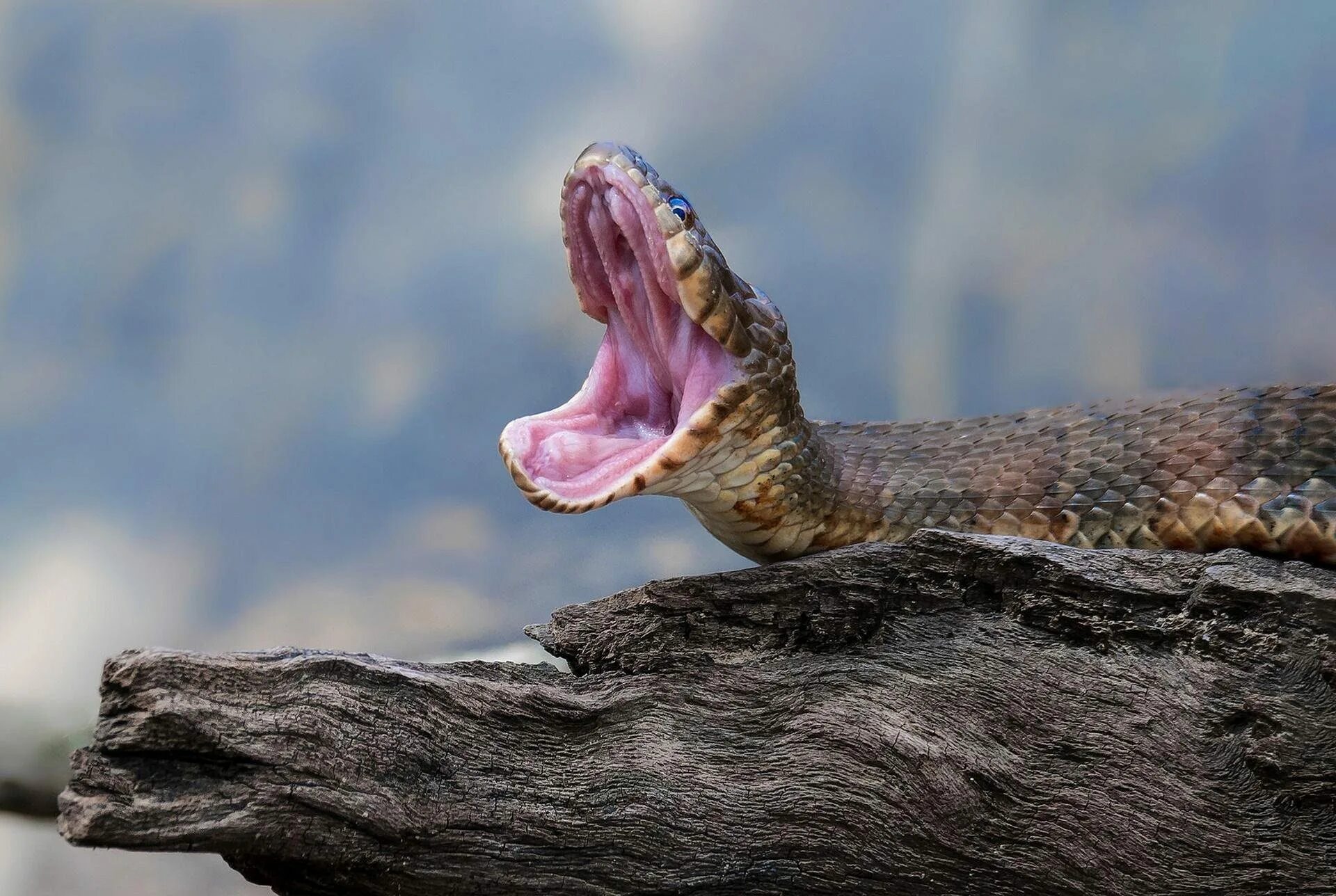 Гюрза Илон. Змеи. Змея с открытым ртом.