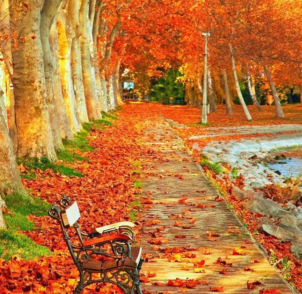 В старом парке есть кленовая аллея. Осенний парк. Осенняя аллея. Осень аллея. Осенний парк арт.