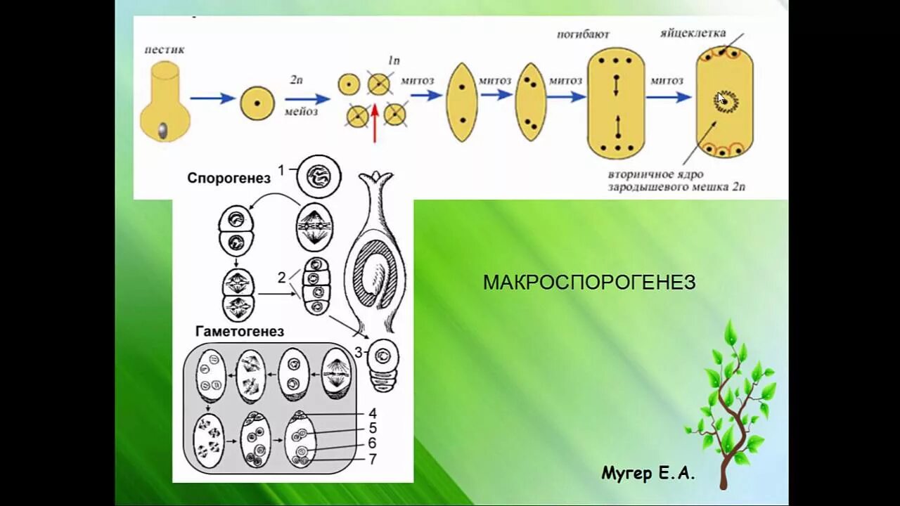 Образование гаплоидной макроспоры мейоз образование восьмиядерного. Гаметогенез у цветковых растений. Схема спорогенеза и гаметогенеза у растений. Спорогенез гаметогенез двойное оплодотворение. Мегаспорогенез у покрытосеменных.