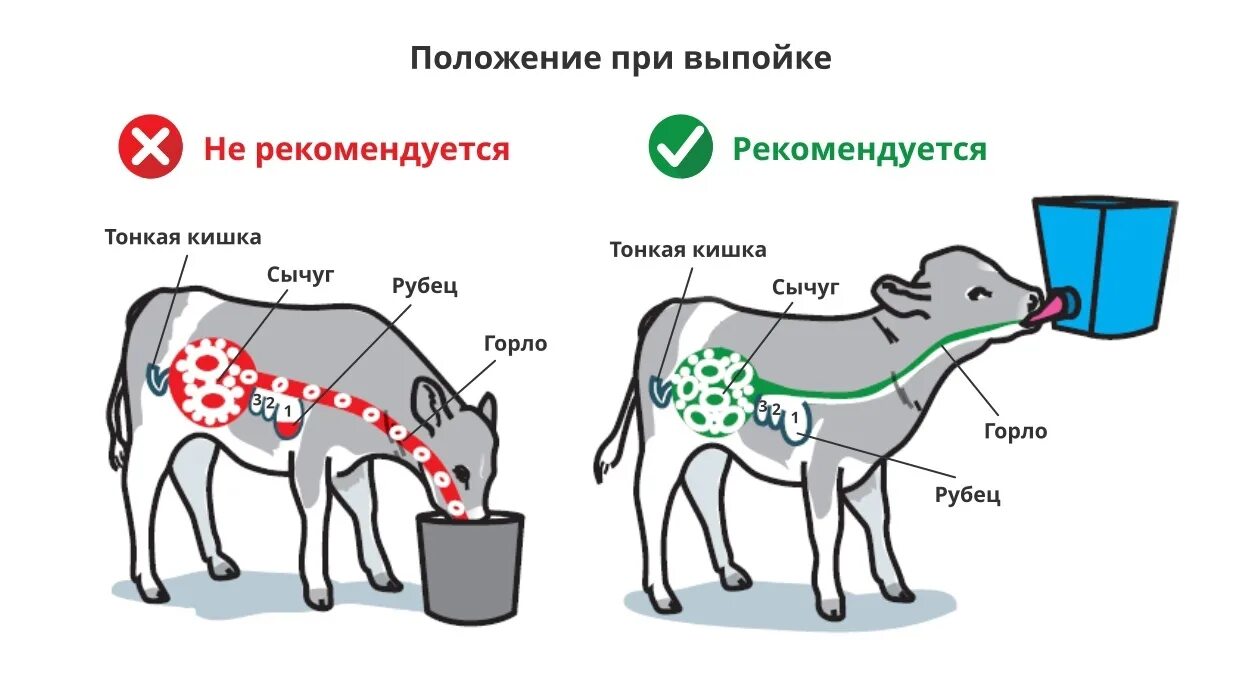 Сколько раз поить теленка. Выпойка телят. Выпойка цельного молока для телят. Выпойка телят молозивом. Протокол по выпойки телят молоком.