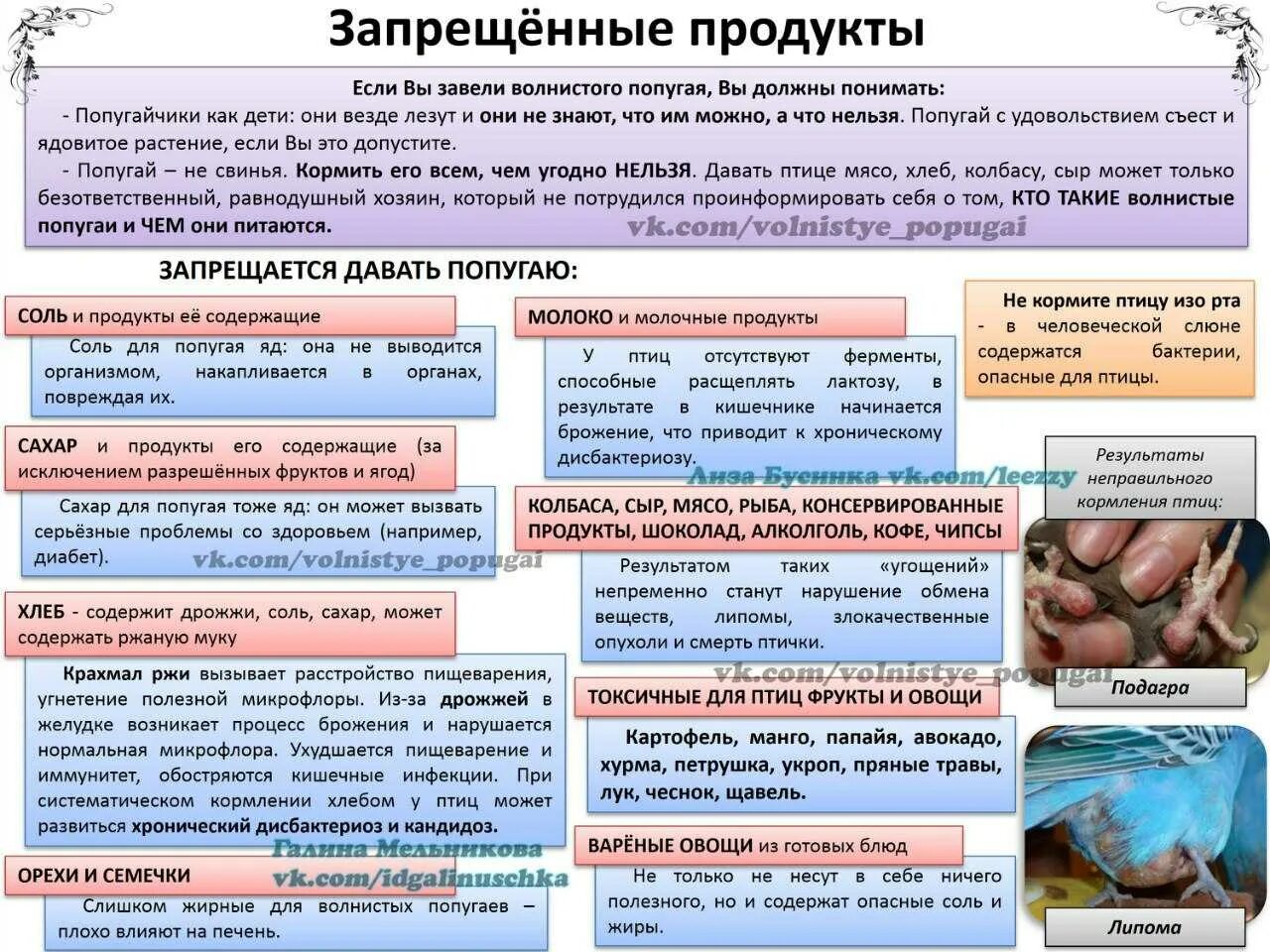 Сколько нельзя давать. Чем нельзя кормить волнистых попугаев. Что нельзя давать попугаю. Что нельзя давацйть попугаем. Что нельзя давать волнистому попугаю.