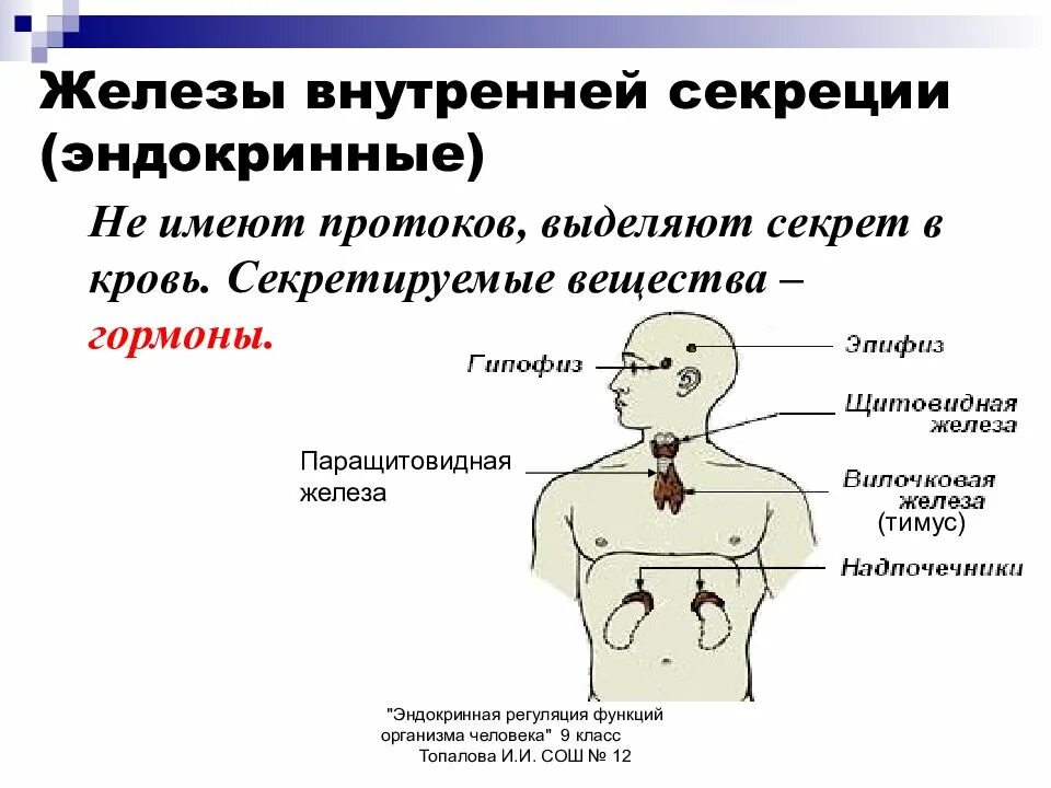 Эндокринная система железы внутренней и внешней секреции. .Система желез внутренней секреции. Функции. Функции гормонов внутренней секреции. Роль функции желез внутренней секреции.