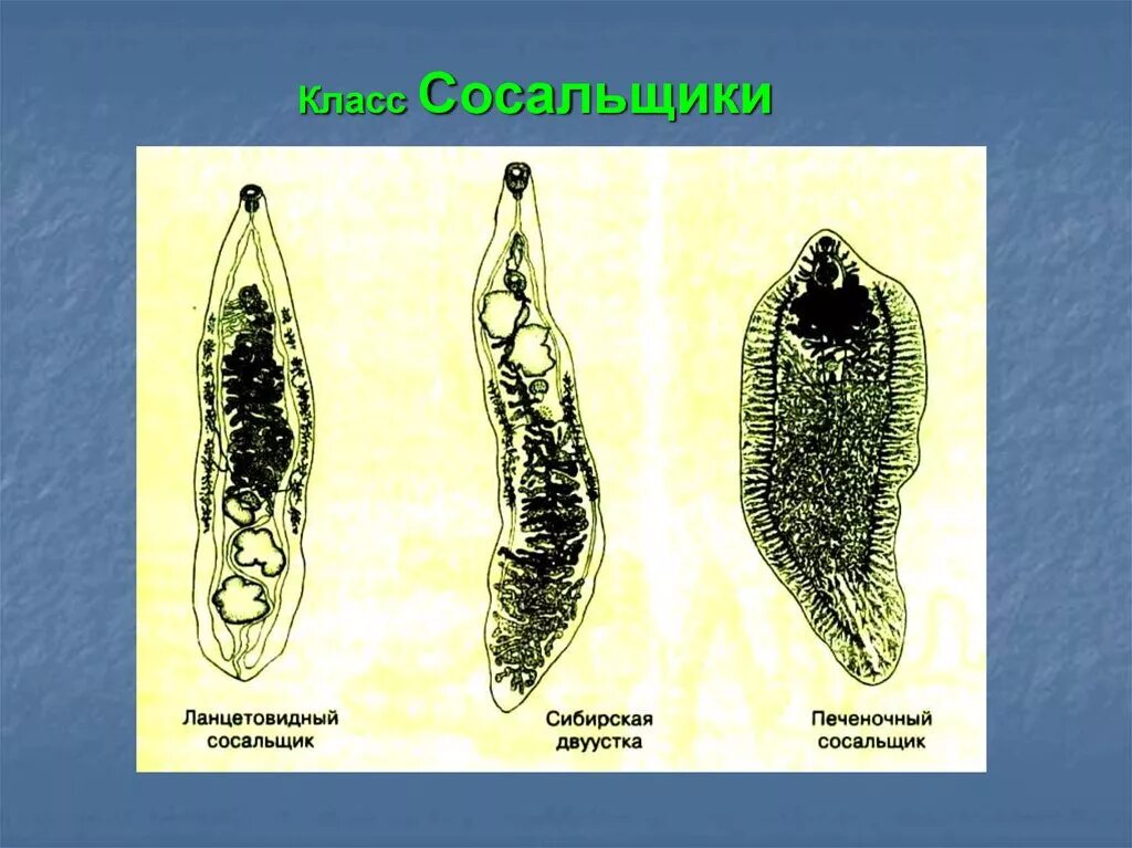 Черви сосальщики. Паразитические плоские черви сосальщики. Сосальщики черви представители. Отличия сосальщиков