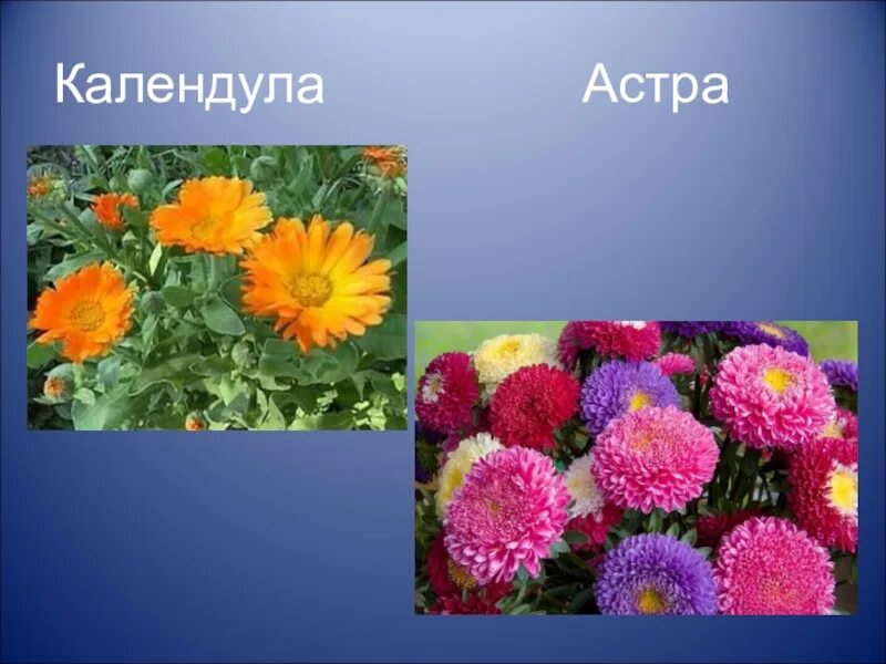 Названия нескольких растений 2 класс