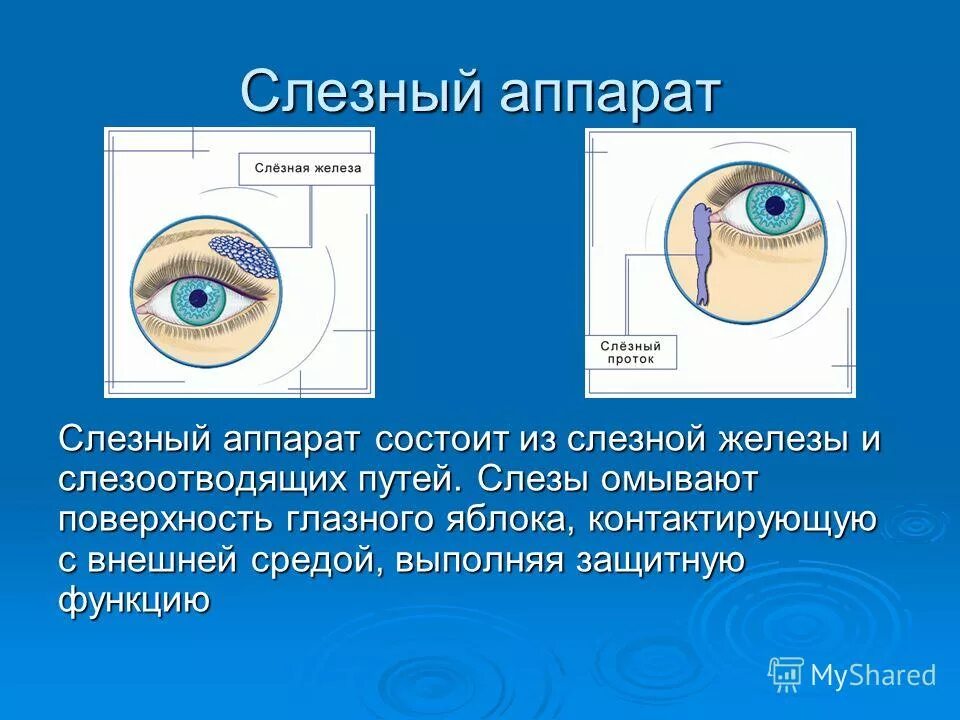 Слезные железы какую функцию. Слезные железы какую функцию. Слезные железы какую функцию. Слезные железы какую функцию. Строение слезной железы анатомия.
