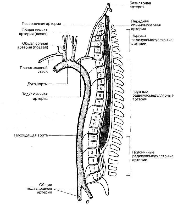 Кровоснабжение межпозвоночных дисков. Кровоснабжение спинного мозга схема. Кровообращение спинного мозга схема. Кровоснабжение шейного отдела спинного мозга. Схема кровоснабжения головного и спинного мозга.