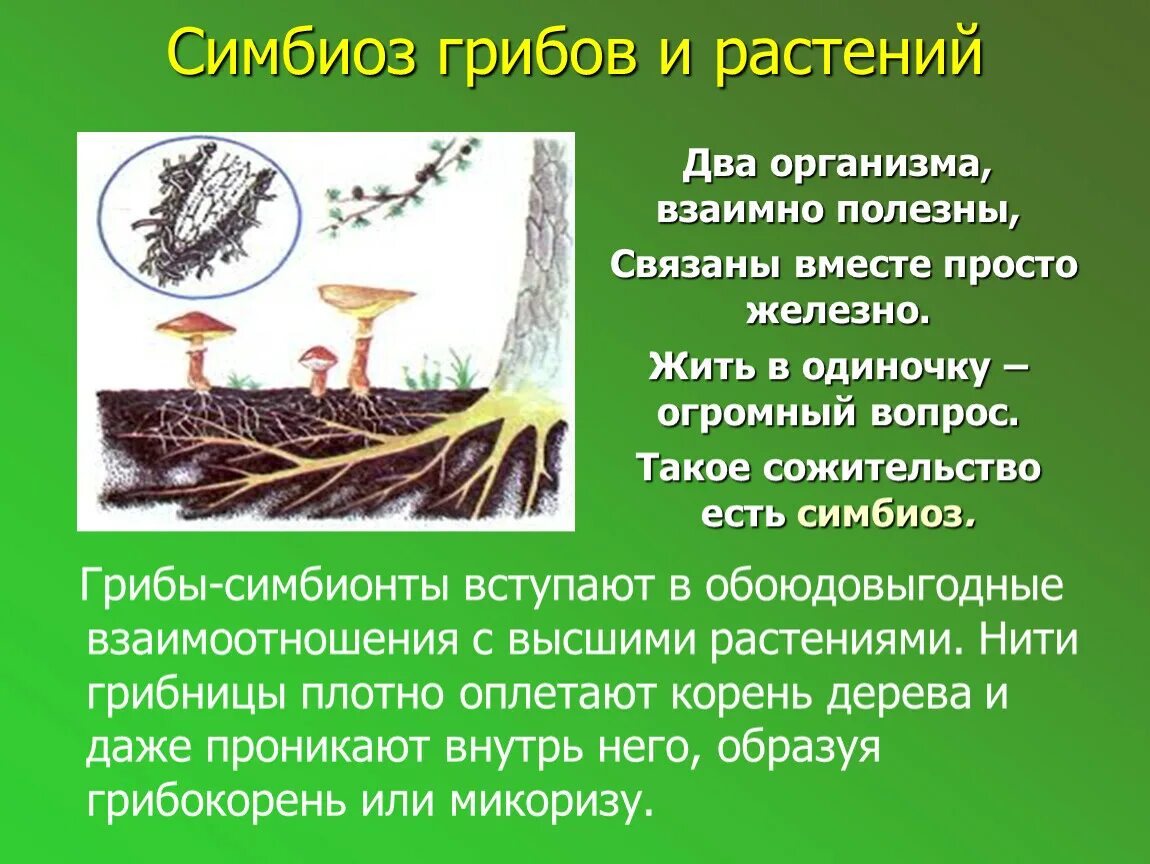 Что такое симбиоз кратко. Симбиоз грибов и растений. Симбиоз гриба и растения. Симбиотический организм грибы. Симбиотические отношения грибов и деревьев.