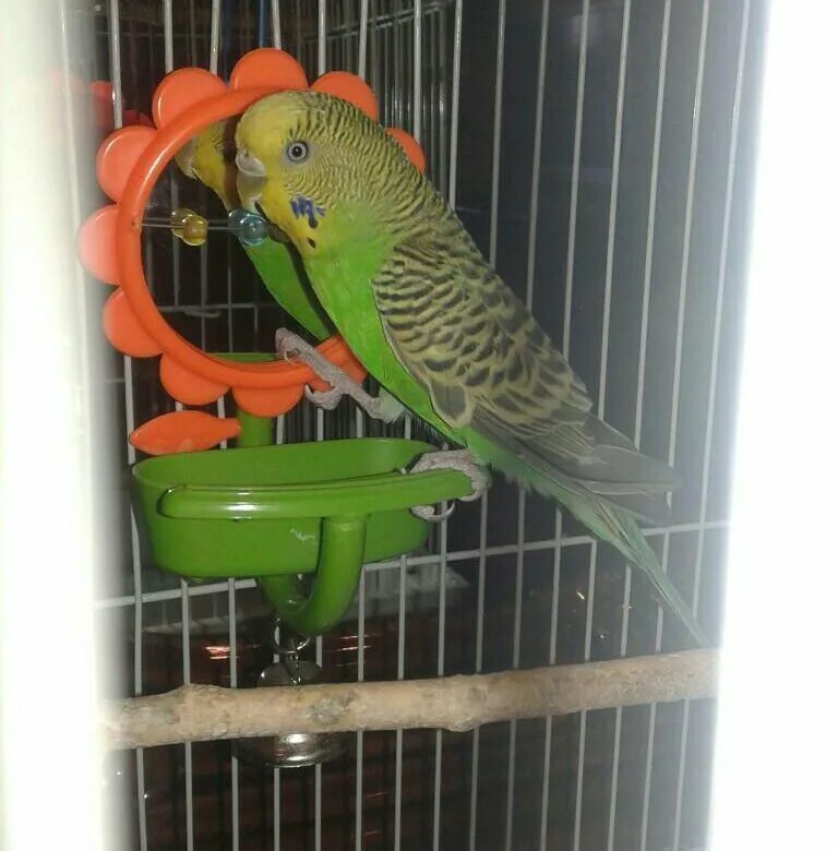 плюсы и минусы волнистого попугая. домик для попугаев. минусы попугаев в квартире. минусы попугаев в квартире. минусы попугаев в квартире.