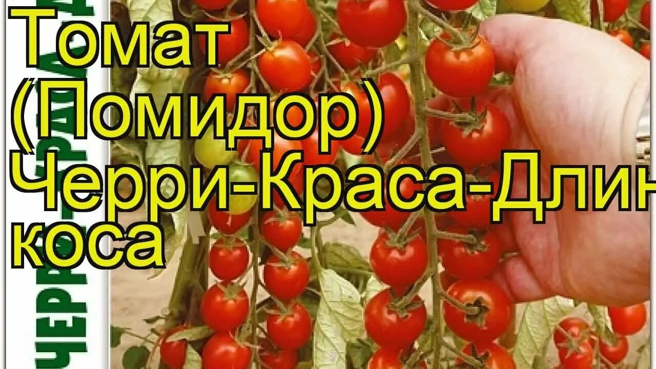 Томат черри Краса-длинная коса (Биотехника). Томат черри Краса длинная коса. Томат черри коса длинная коса. Семена томат черри-Краса-длинная коса. Черри краса