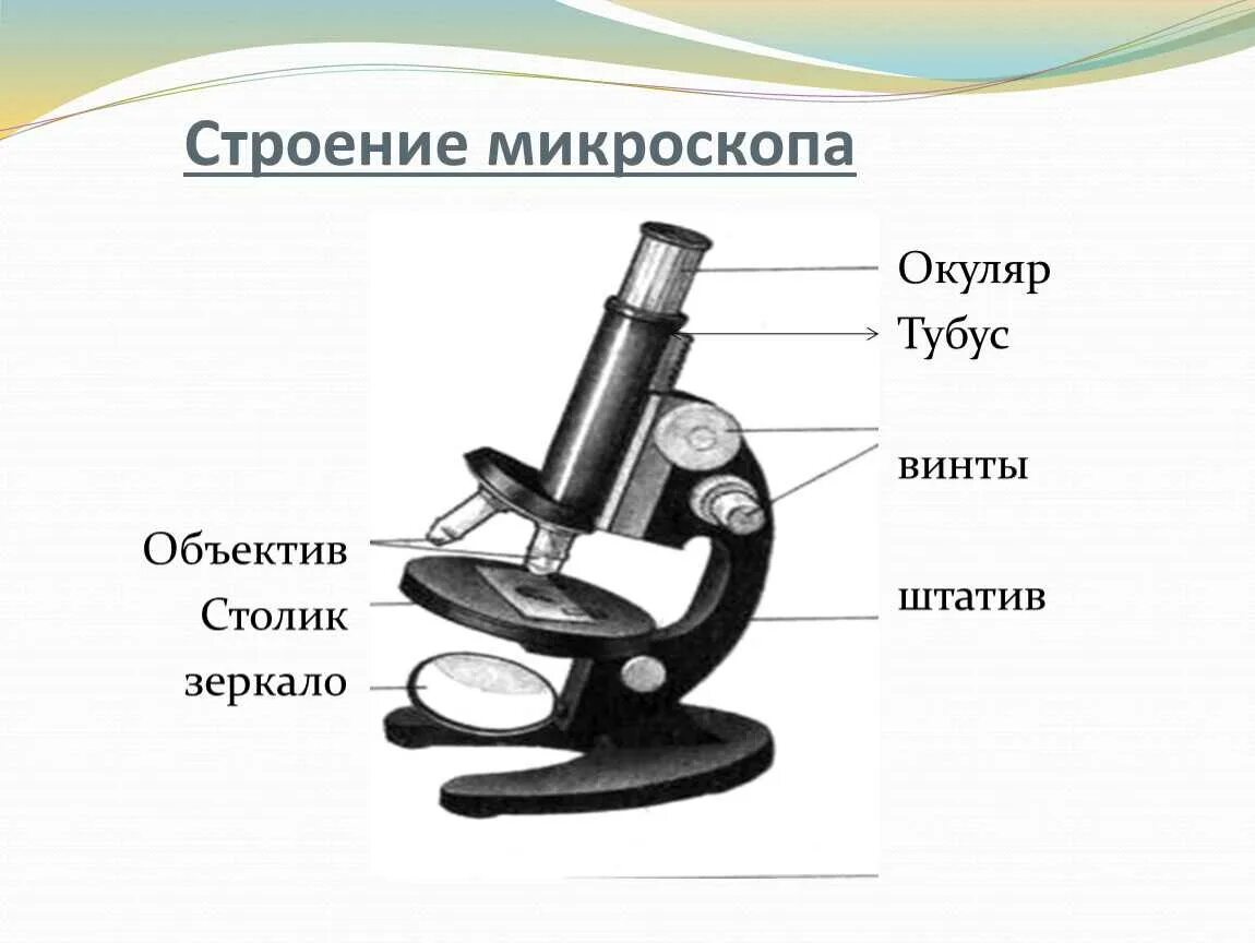 Микроскоп части микроскопа 5 класс. Строение микроскопа 5 класс биология таблица. Строение окуляра микроскопа. Микроскоп части микроскопа биология 5 класс.
