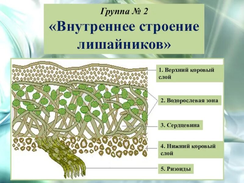 Строение слоевища лишайника рисунок. Строение слоевища лишайника. Внутреннее строение лишайников в поперечном разрезе. Внутреннее строение слоевища лишайника. Функция водоросли в лишайнике