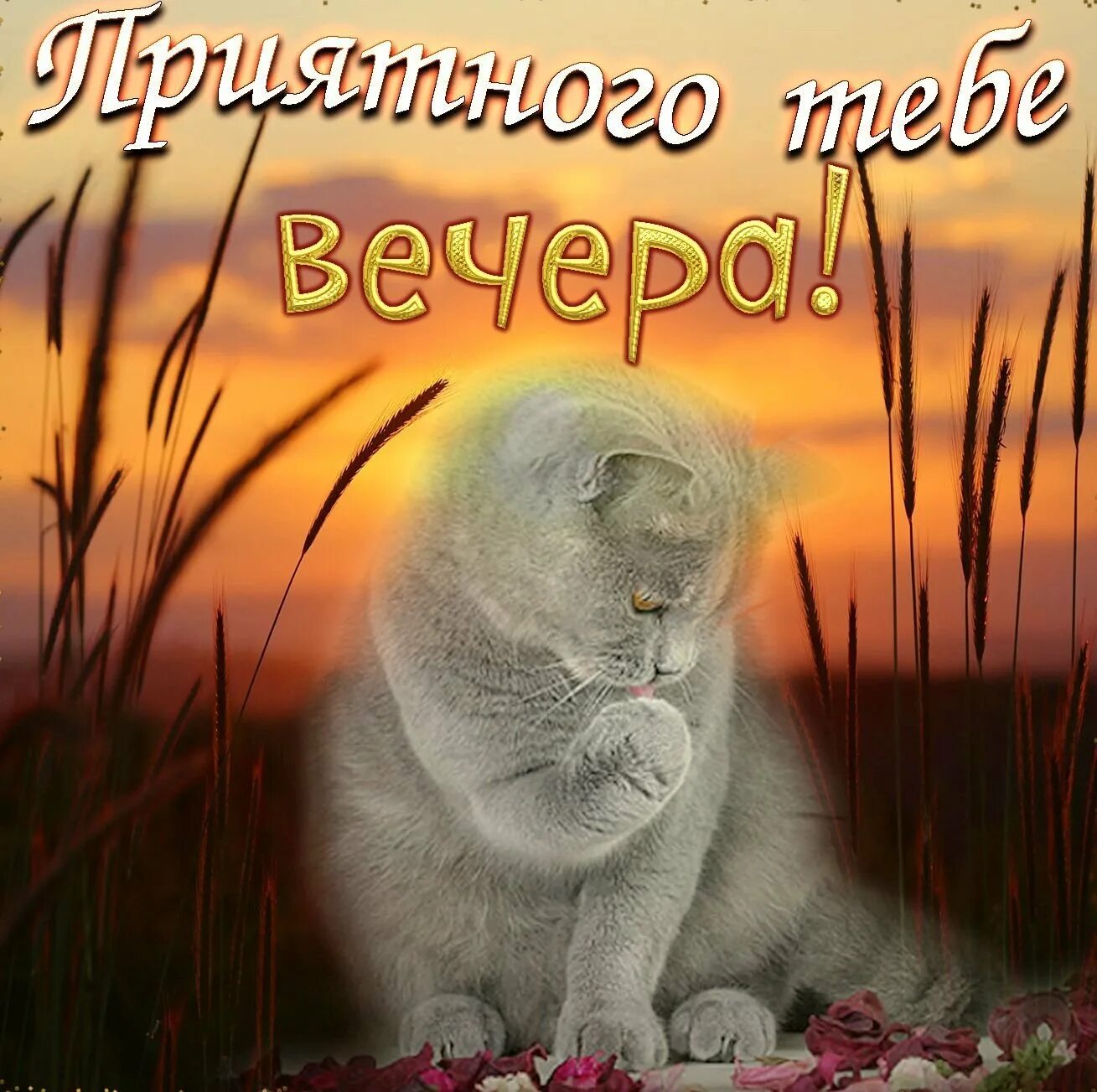 Добрый вечер картинки пожелания с животными. Прикольные пожелания доброго вечера. приятного вечера с котиком. открытки добрый вечер прикольные. открытки милого вечера.