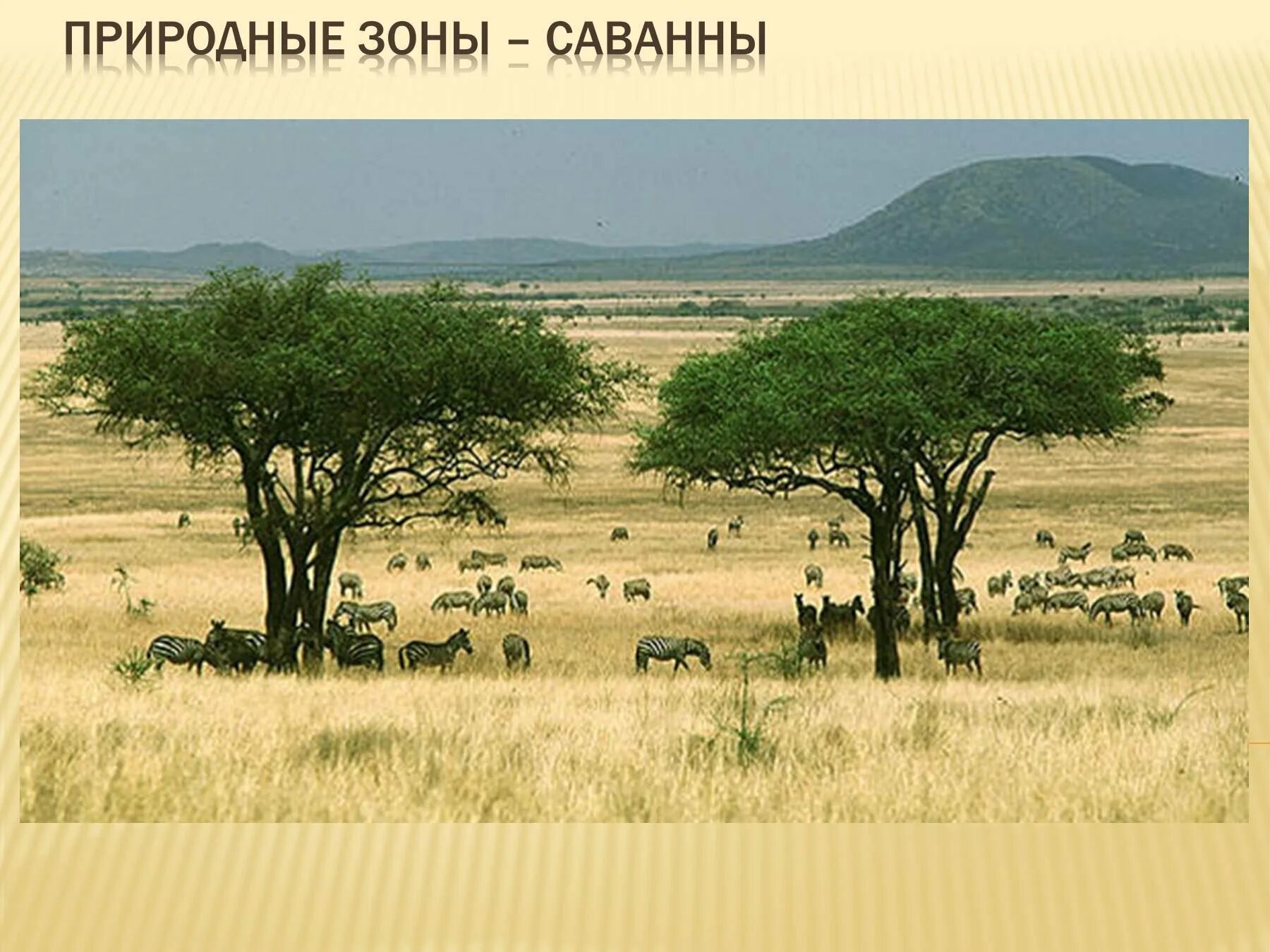 Как называют саванны. Климат саванн и редколесий африки. саванна биом. зона саванн и редколесий в африке. растения саванны и редколесья африки.